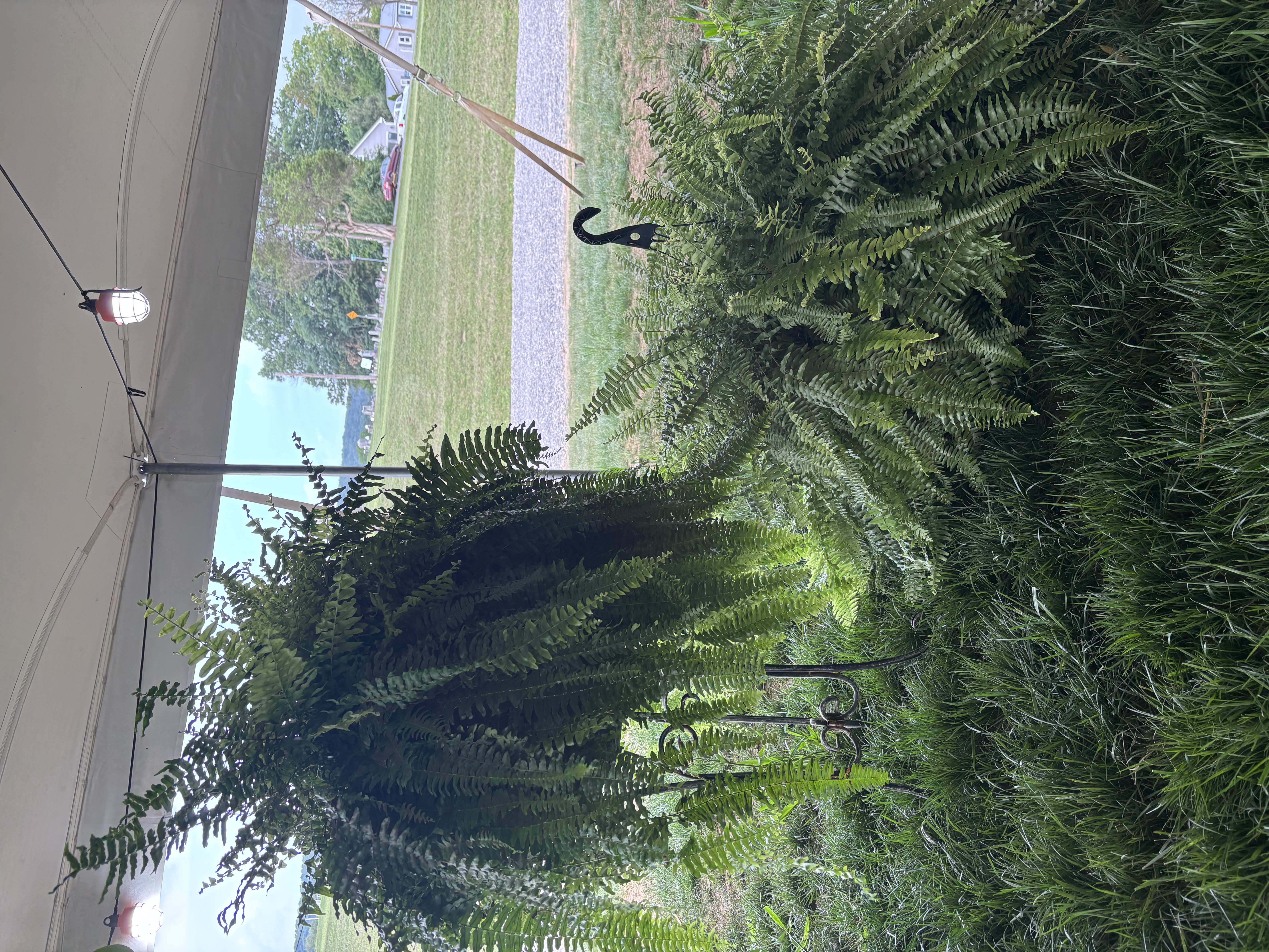 2 ferns with 1 stand
