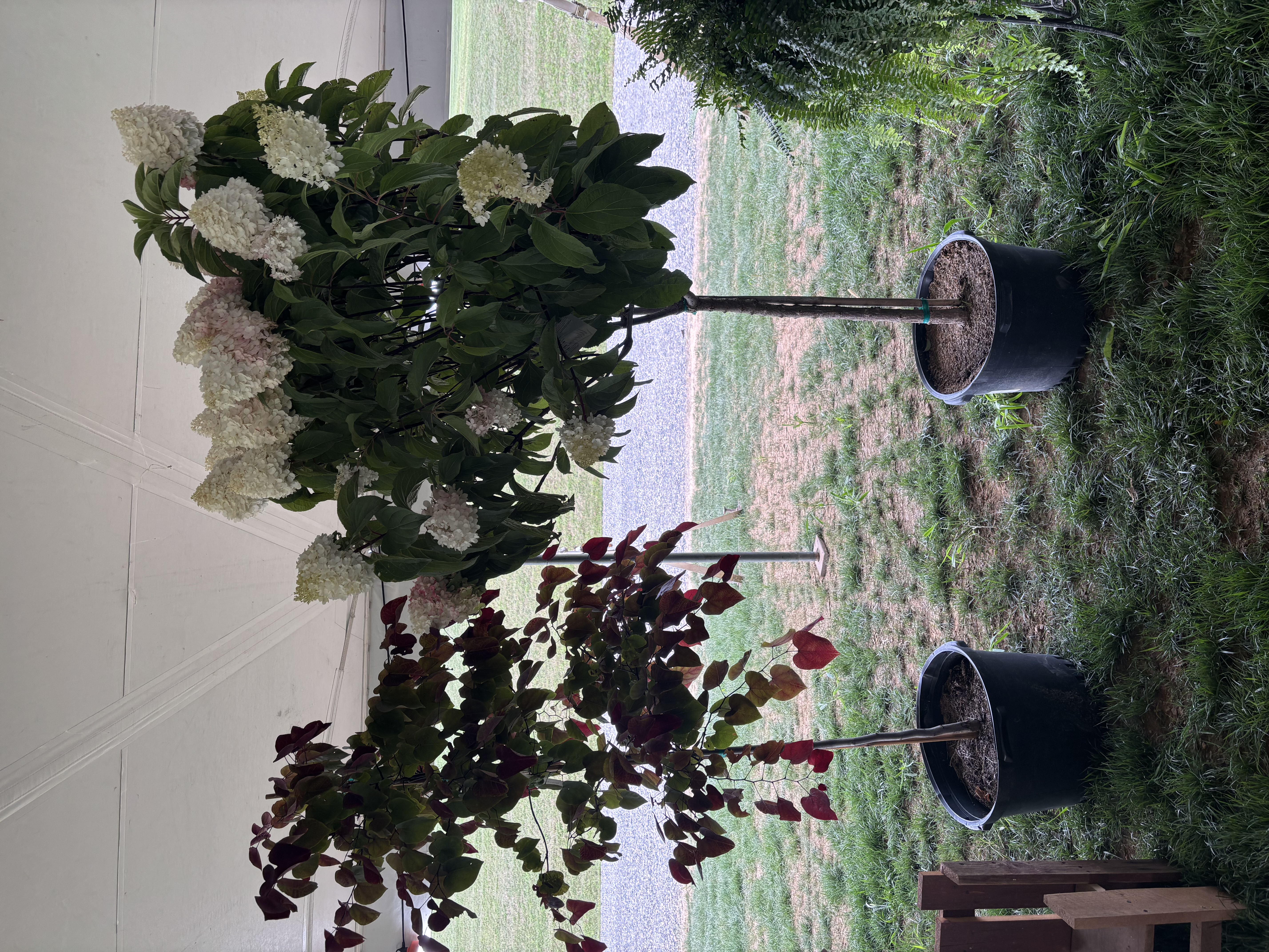 Hydrangea Tree and flame thrower tree