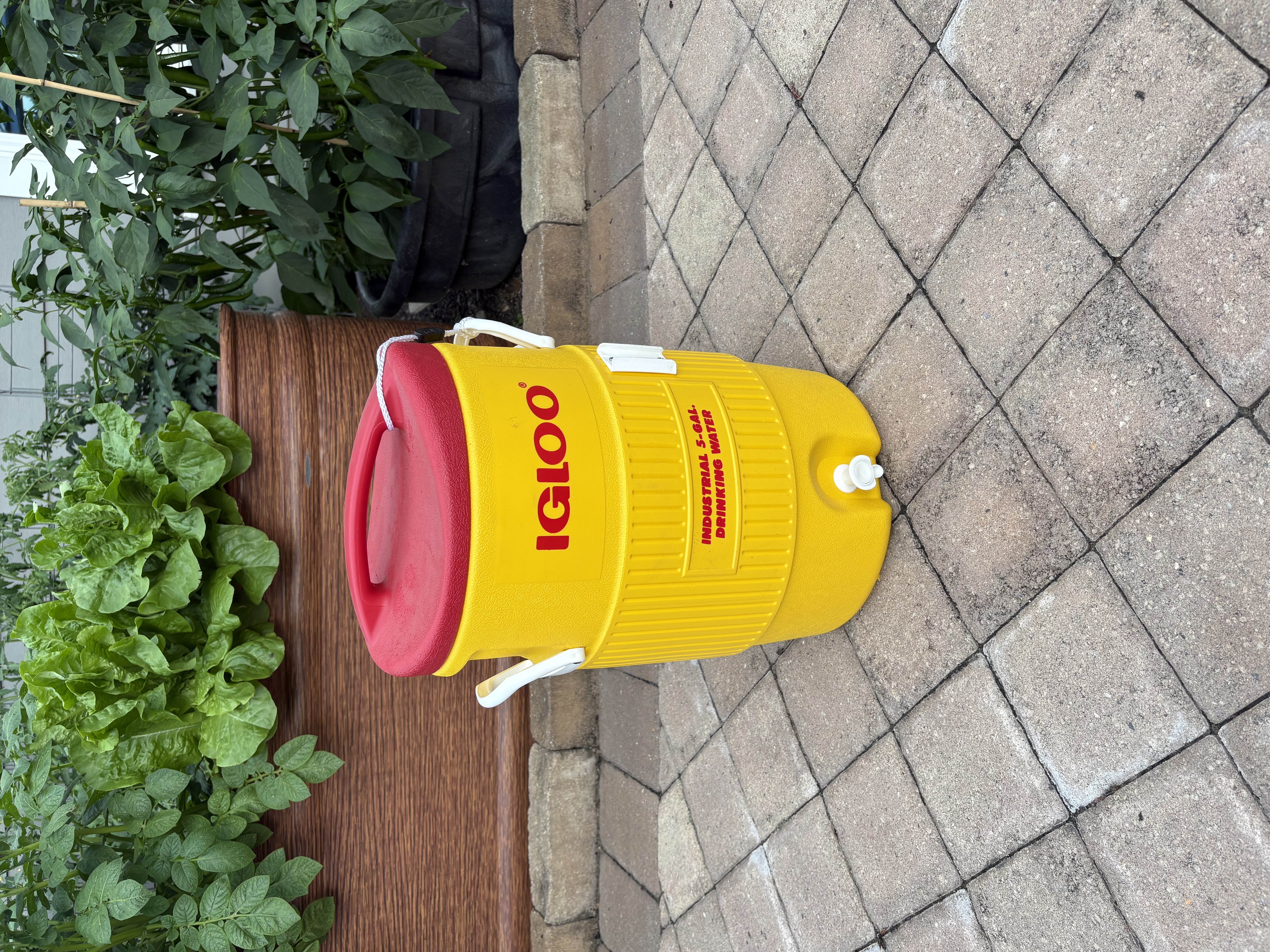 5 gallon igloo